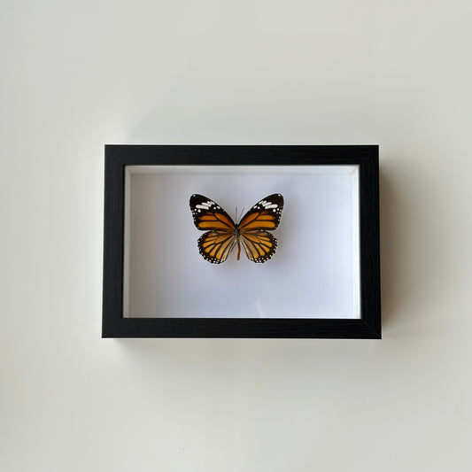 BB039 - فراشه متضررة