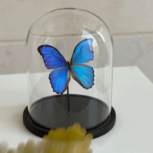 Morpho Didius - 2
