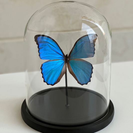Morpho Didius - 2