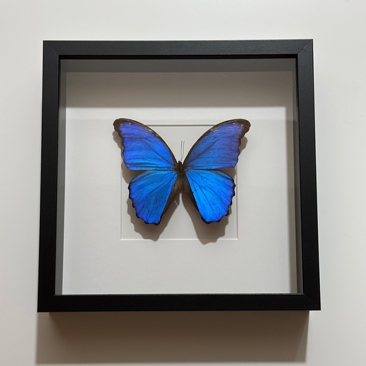 MD012 - فراشه متضررة