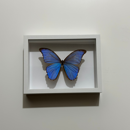 MD013 - فراشه متضررة