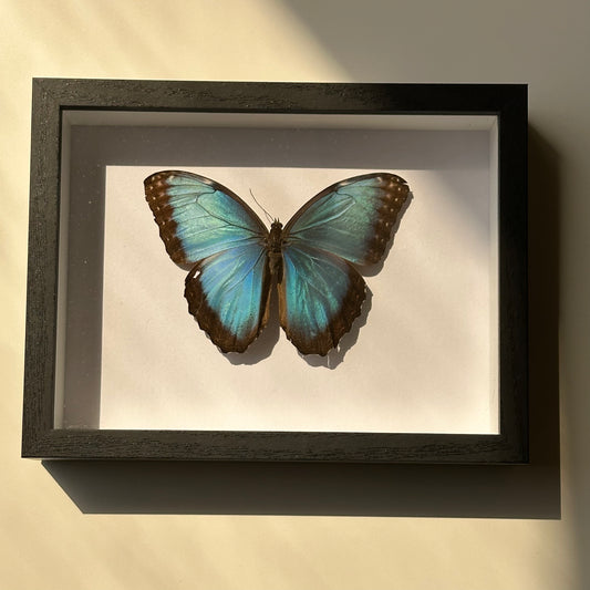 BB017 - فراشه متضررة