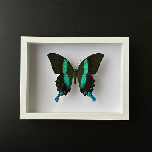 Papilio Blumei