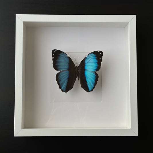 Morpho Achilles