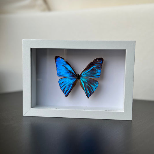 Morpho Aega
