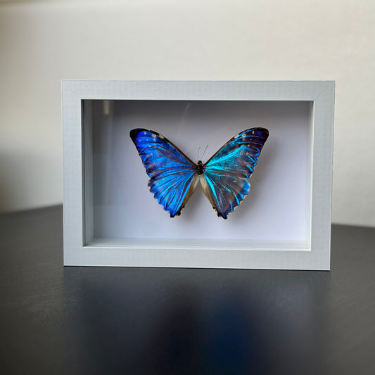 Morpho Zephyritis   