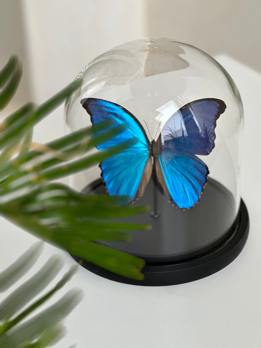 Morpho Didius - Dome