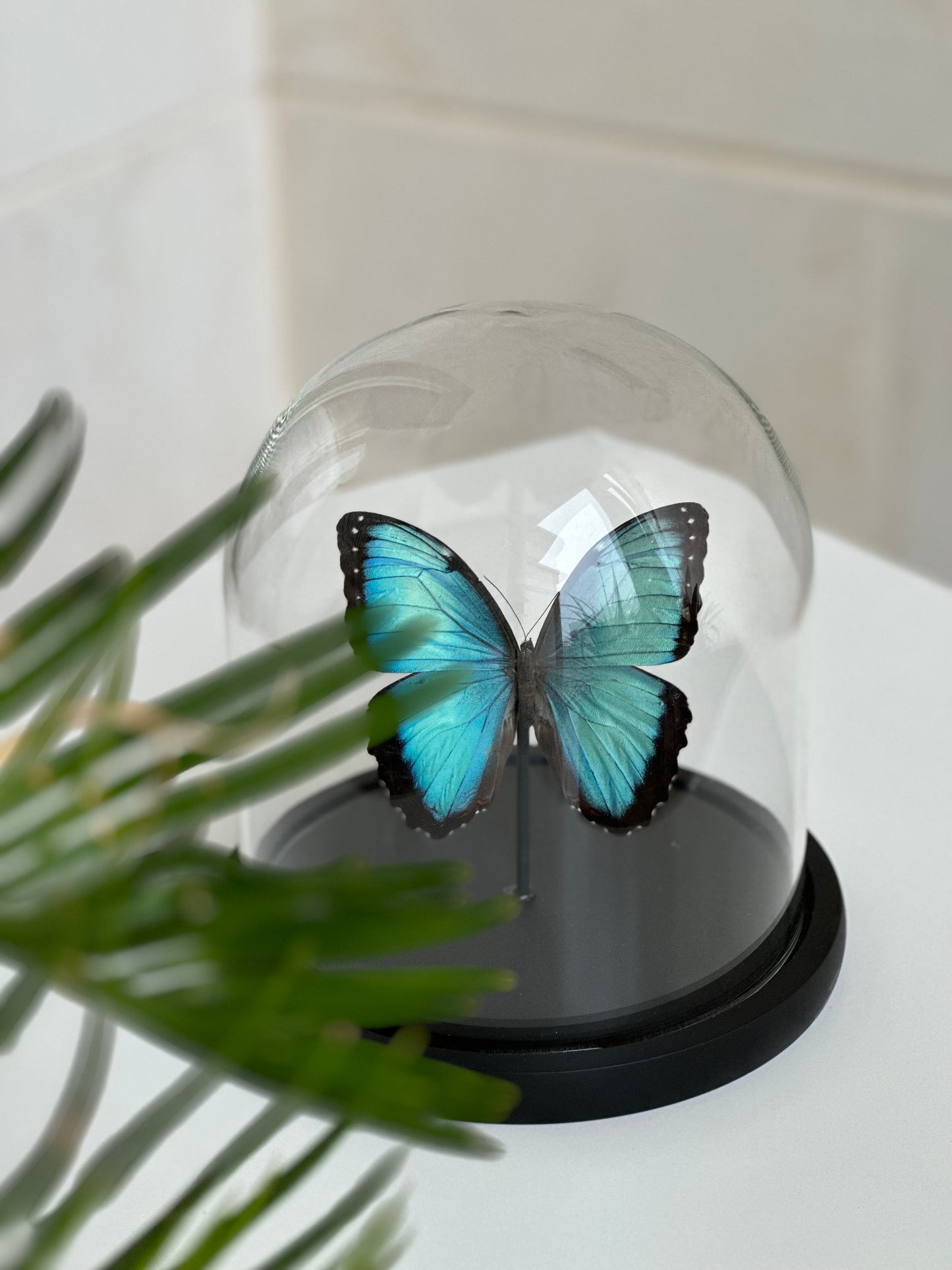 Morpho Peleides - Dome