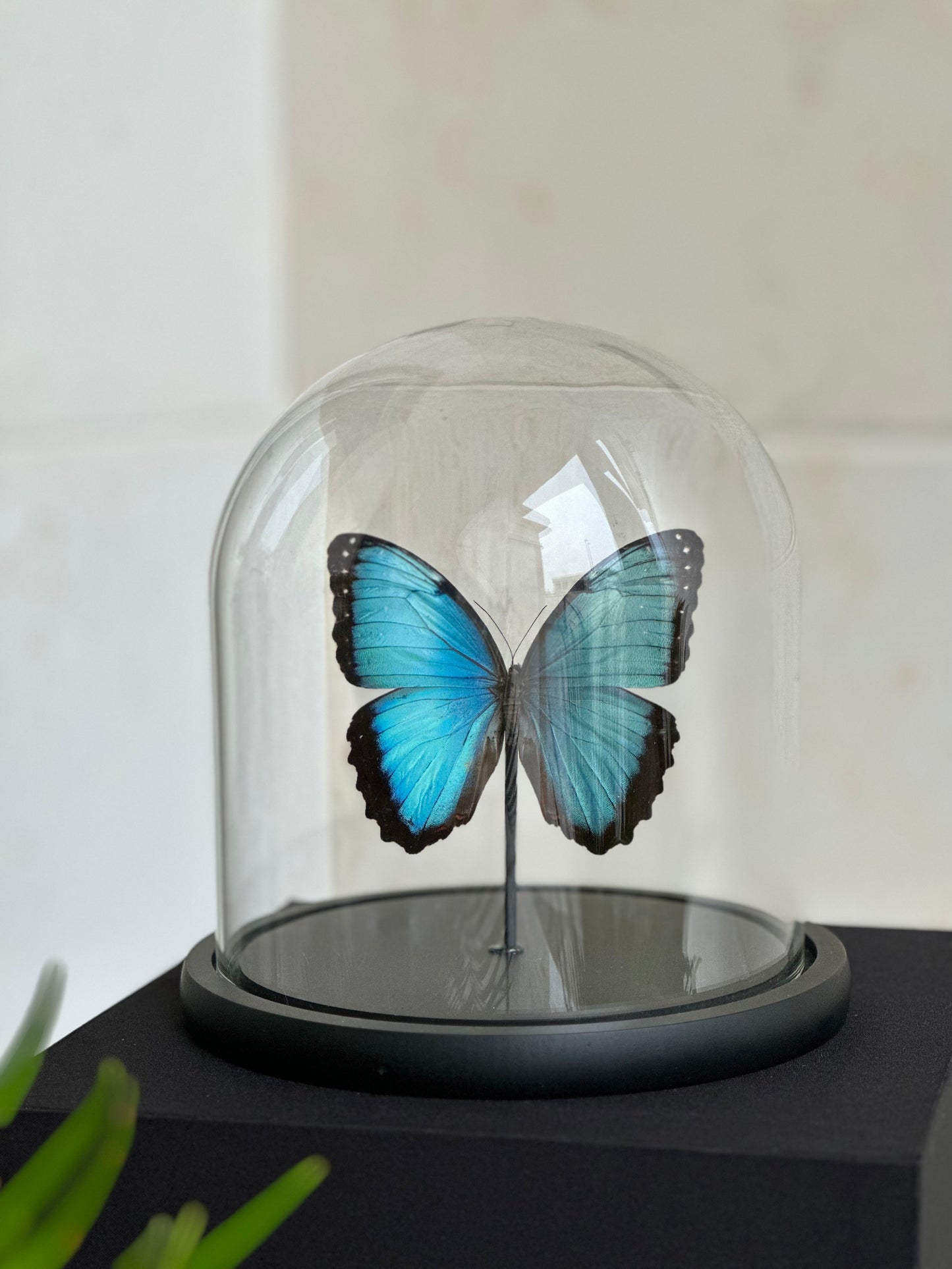 Morpho Peleides - Dome