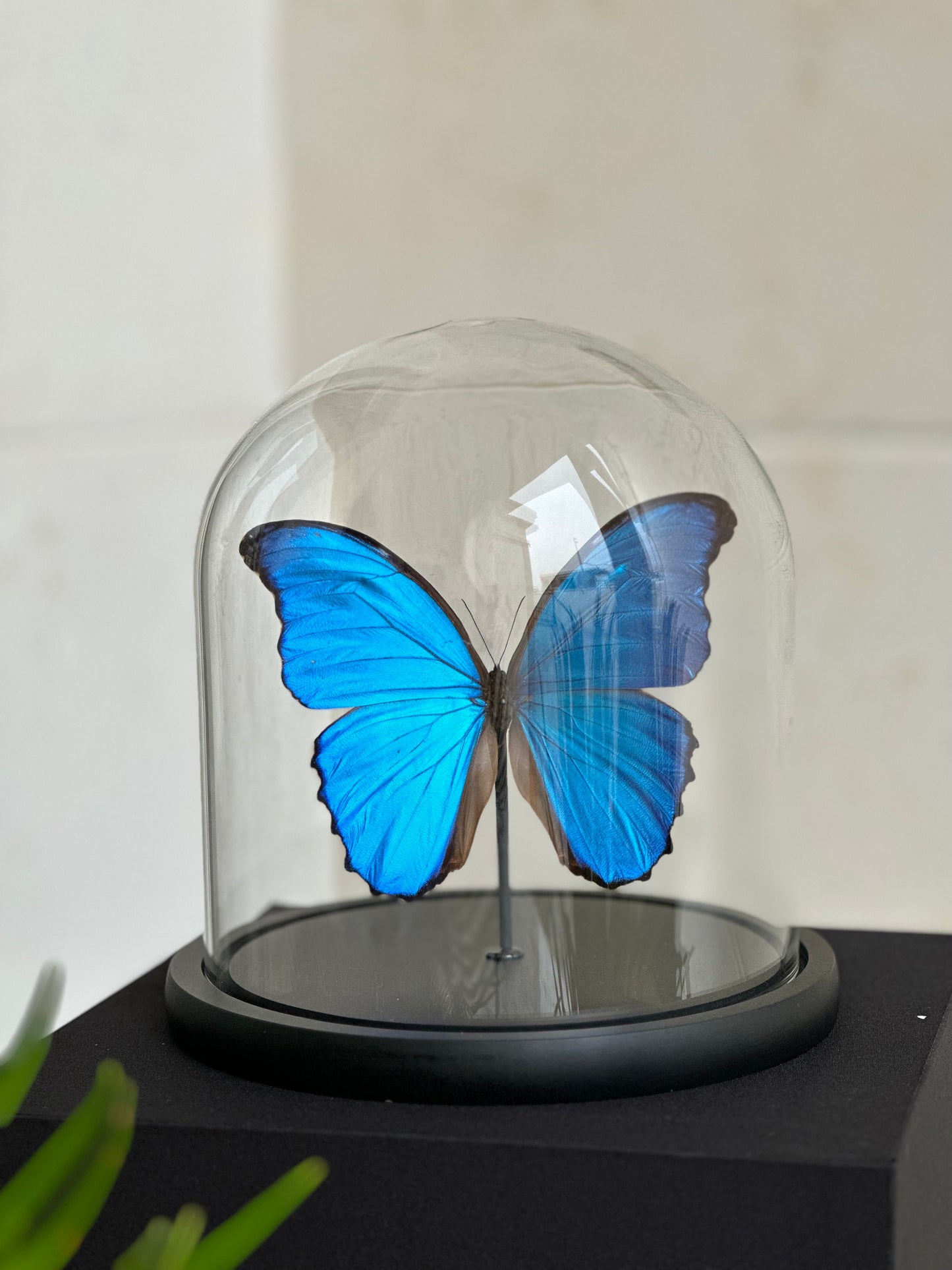 Morpho Didius - Dome