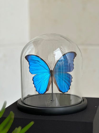 Morpho Didius - Dome