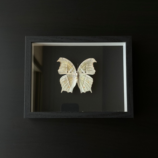 Mother of Pearl - Back