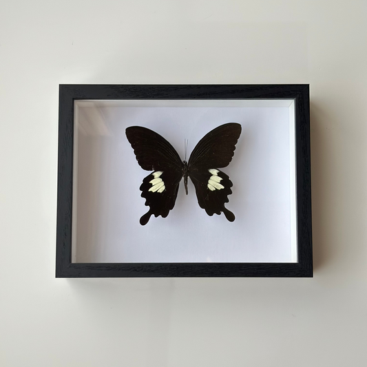 Papilio Helenus