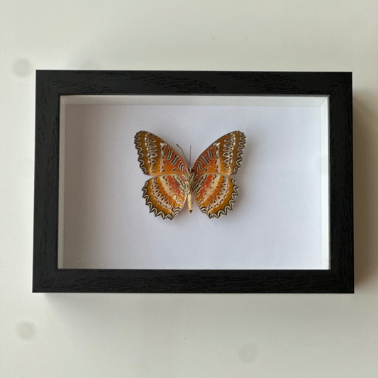 Cethosia Biblis B