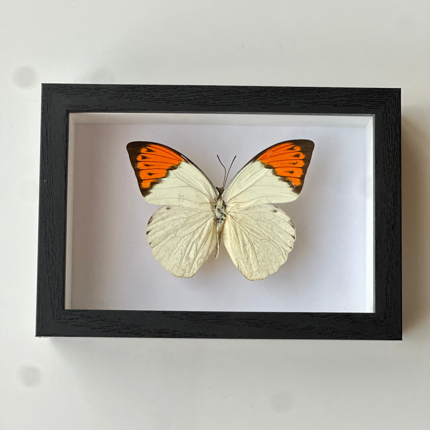 Hebomoia Glaucippe