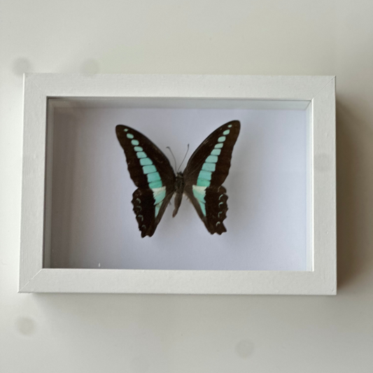 Graphium Sarpedon