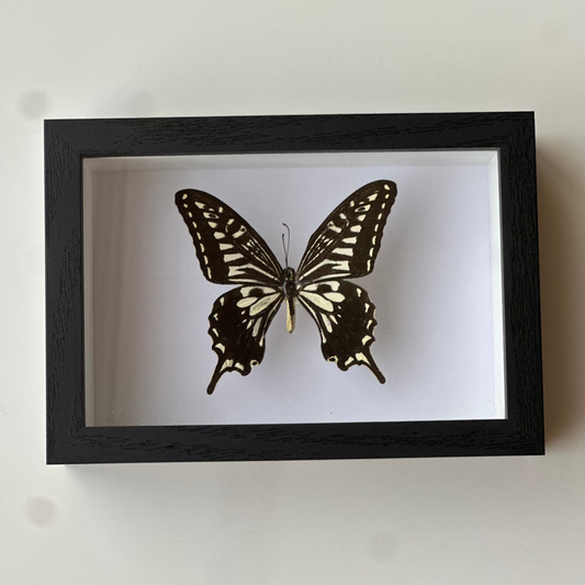 BB024 - فراشه متضررة