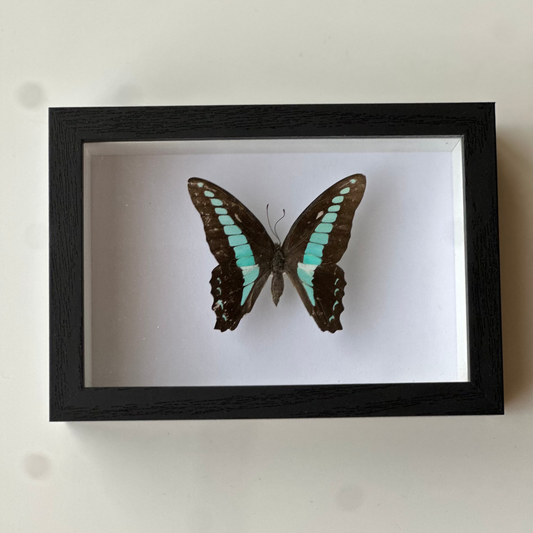 Graphium Sarpedon