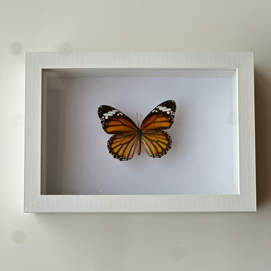 Danaus Genutia