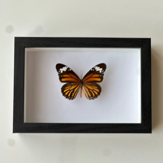 Danaus Genutia
