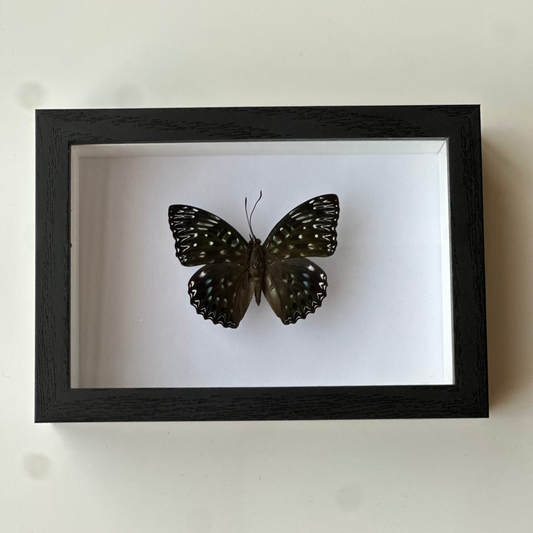 Dichorragia Nesimachus