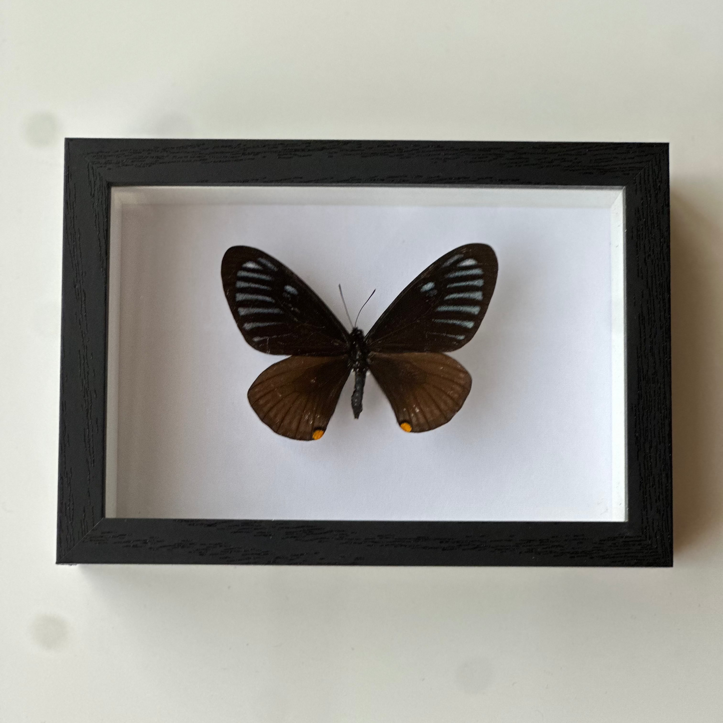 Papilio Slateri