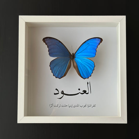 Morpho Didius - Customized