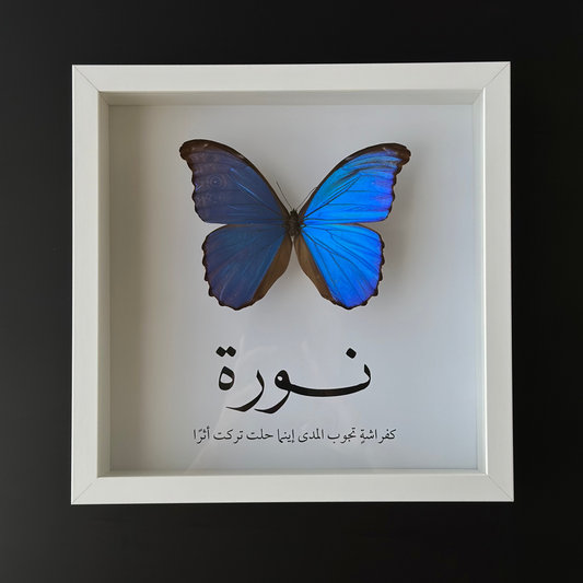 Morpho Didius - Customized