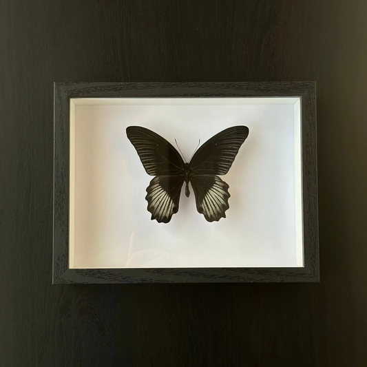 Papilio Rumanzovia M F