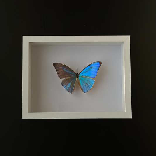 Morpho aurora