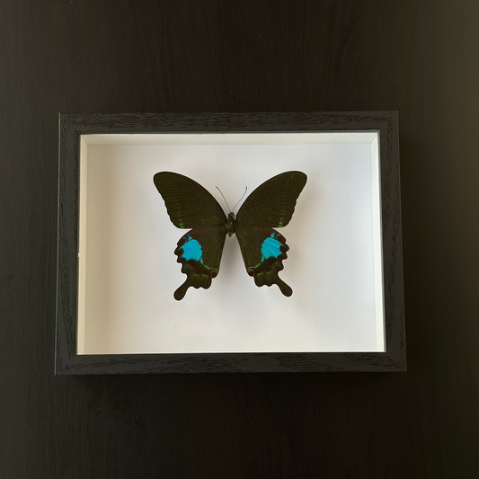 Papilio Paris